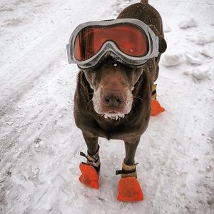 Meet your Posher, Anna